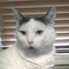 fatcatpenny